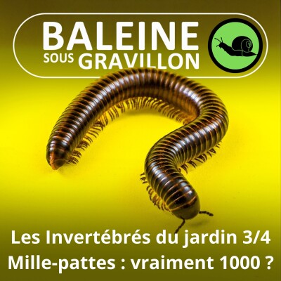 S05E32 Les Invertébrés du jardin 3/4 : Combien de pattes ont vraiment les Mille-pattes ? cover