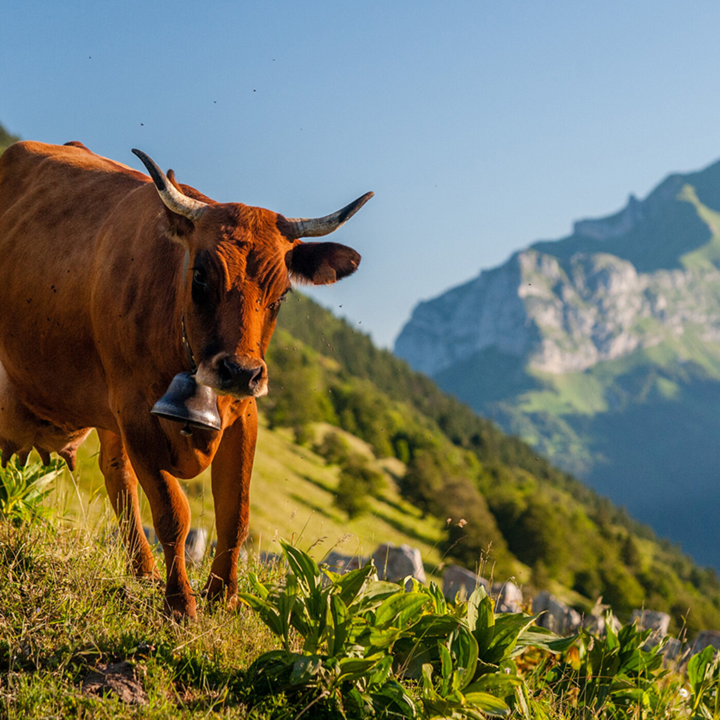 Agriculture : cultiver un avenir durable et harmonieux episode artwork