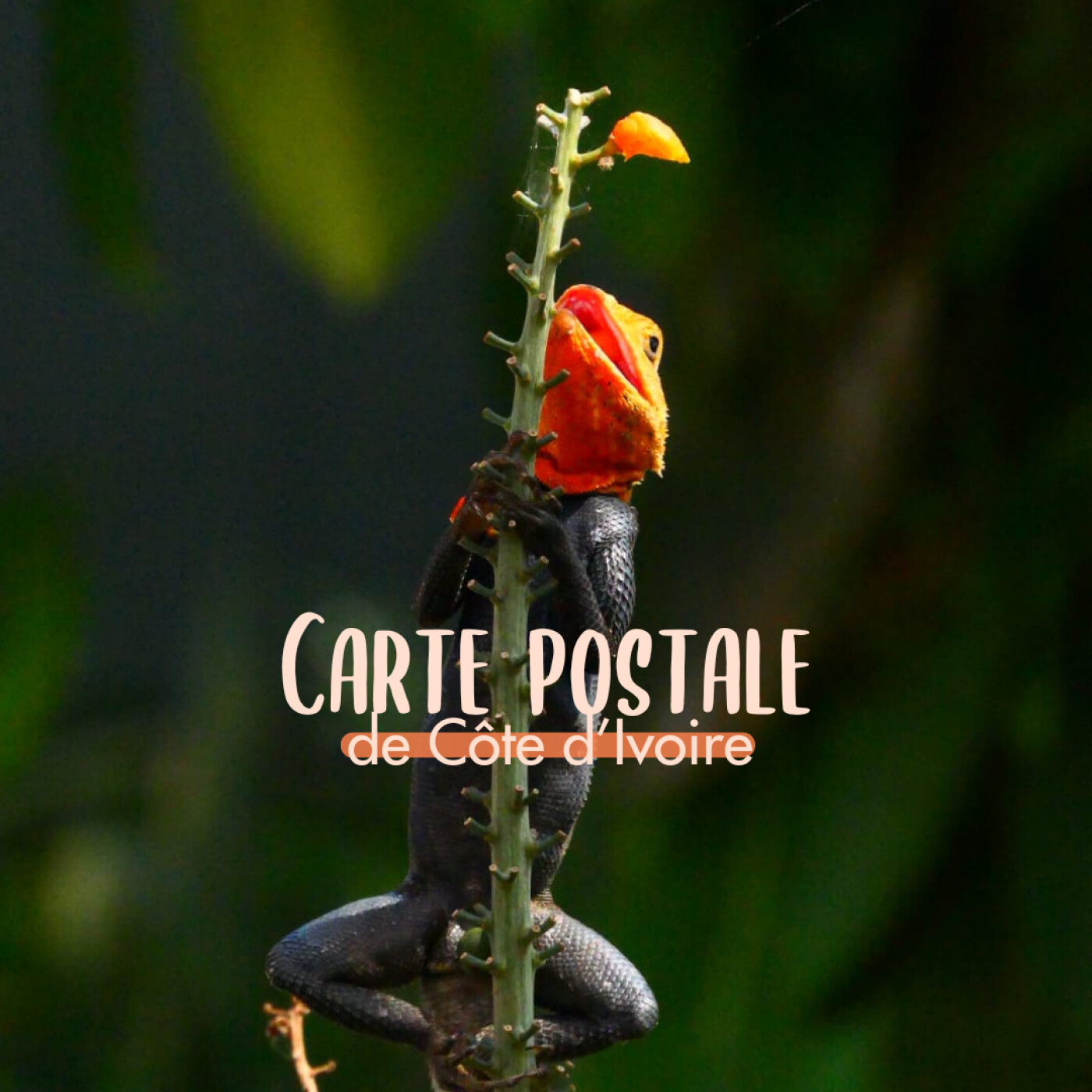 Carte postale sonore – Côte d’Ivoire