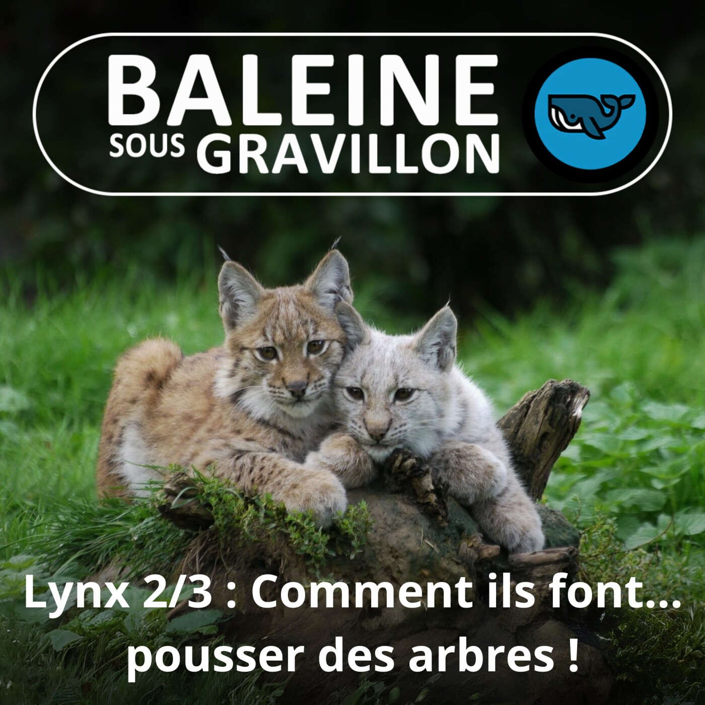 S06E60 Dans l'œil du Lynx 2/3 : Ces lynx qui font pousser des arbres... (Laurent Geslin)