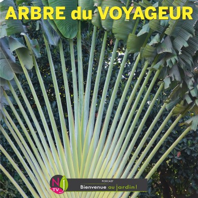 HISTOIRES BOTANIQUES: L’ARBRE DU VOYAGEUR, PLANTE À GRAND SPECTACLE cover
