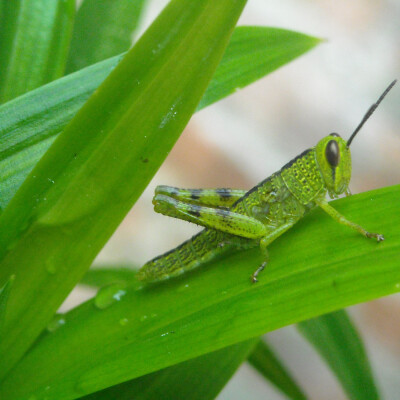 Hypnose Transpersonnelle®311 : Tarot et intuition, Implants de régulation, Guide dans une sauterelle cover