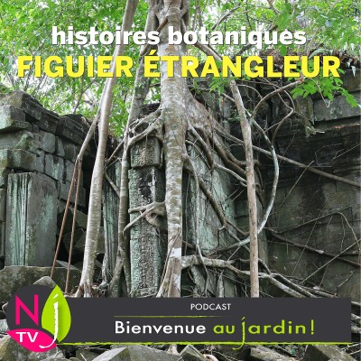 HISTOIRES BOTANIQUES: LA TERRIFIANTE HISTOIRE DU FIGUIER ÉTRANGLEUR cover