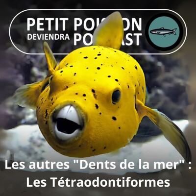 S02E21 Les autres "Dents de la mer" : Les Tétraodontiformes 1/7 (Poisson-ballon, -hérisson, -coffre, -lune, -lime -bourse et Baliste) cover