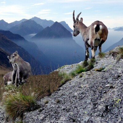 Observez les chamois dans les Vosges ! cover