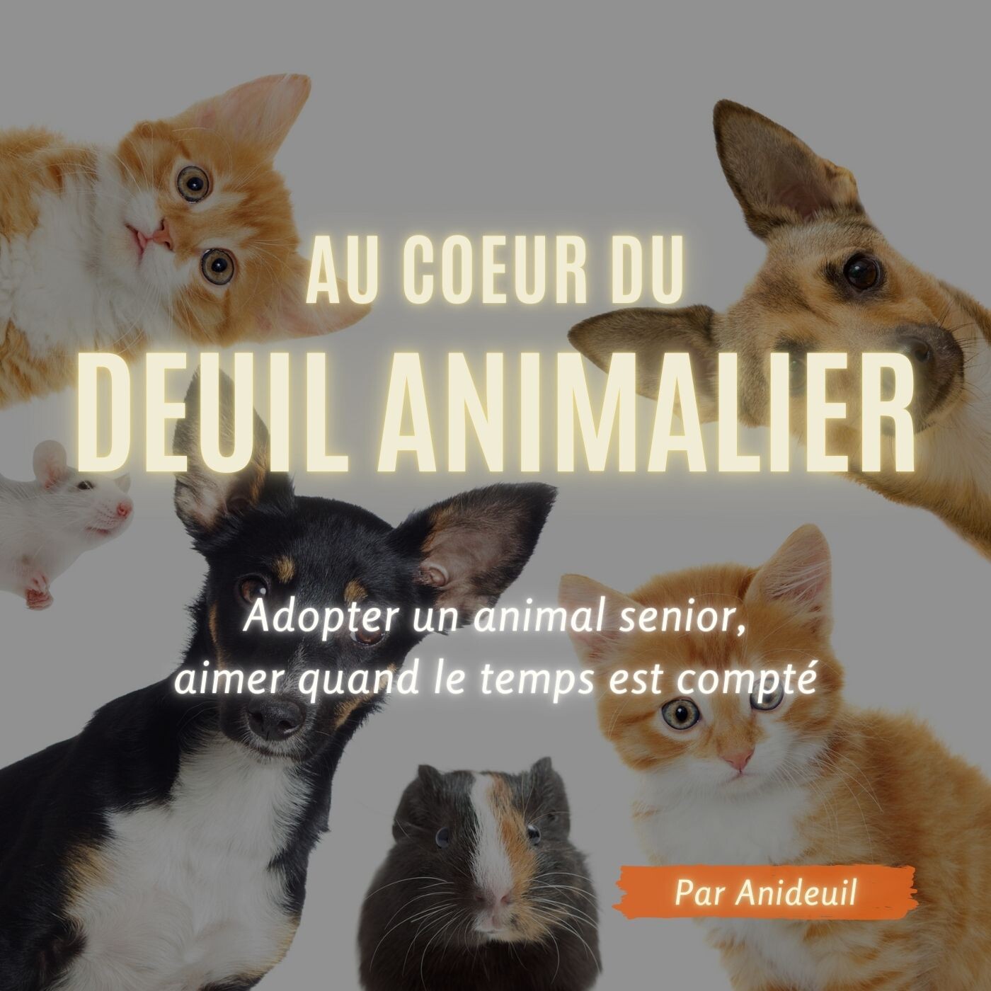 Épisode 2 : Adopter un animal senior, aimer quand le temps est compté Épisode 2 : Adopter un animal senior, aimer quand le temps est compté