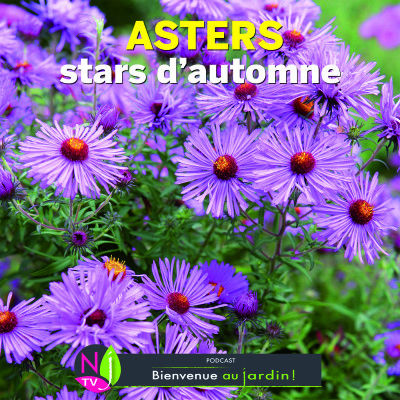 DOSSIER: LES ASTERS, DES MARGUERITES D’AUTOMNE cover