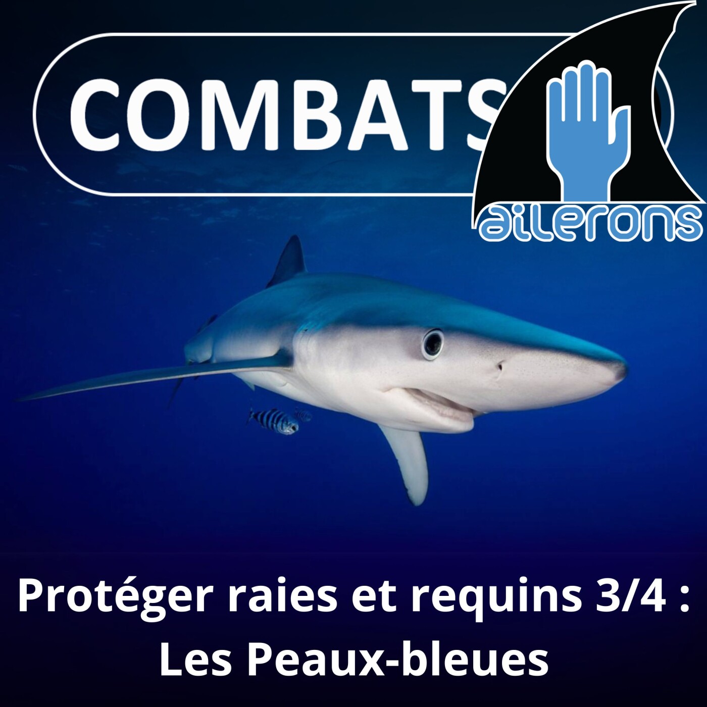 S02E11 Protéger les Raies et les Requins 3/4 : Sauver les Peaux-bleues