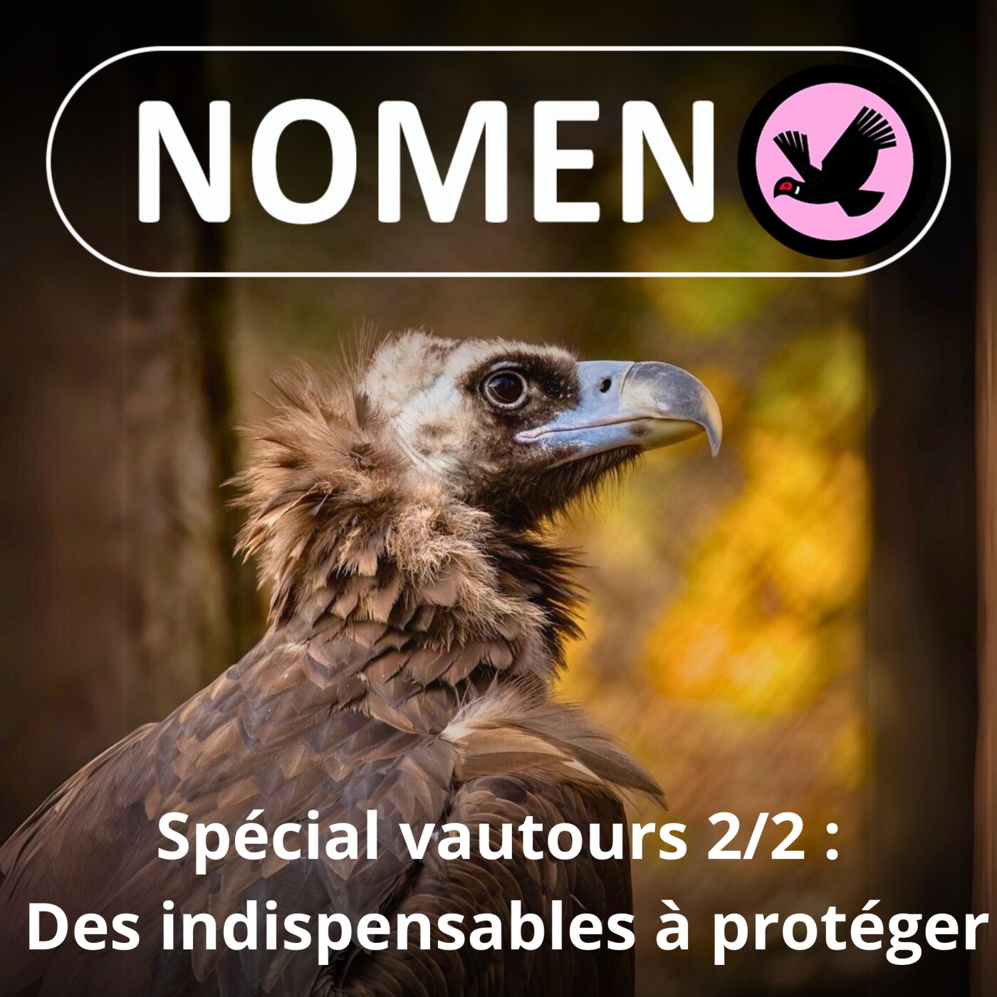 SPÉCIAL vautours 2/2 : Du Condor des Andes au Palmiste végétarien, 23 espèces très différentes !