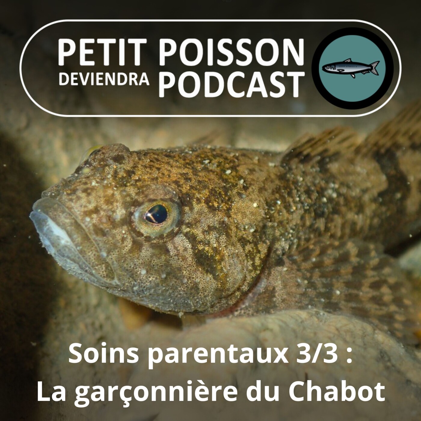 Petit Poisson deviendra Podcast