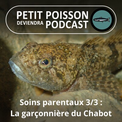 S01E16 Soins parentaux 3/3 : De la garçonnière du Chabot au nid des Silures cover