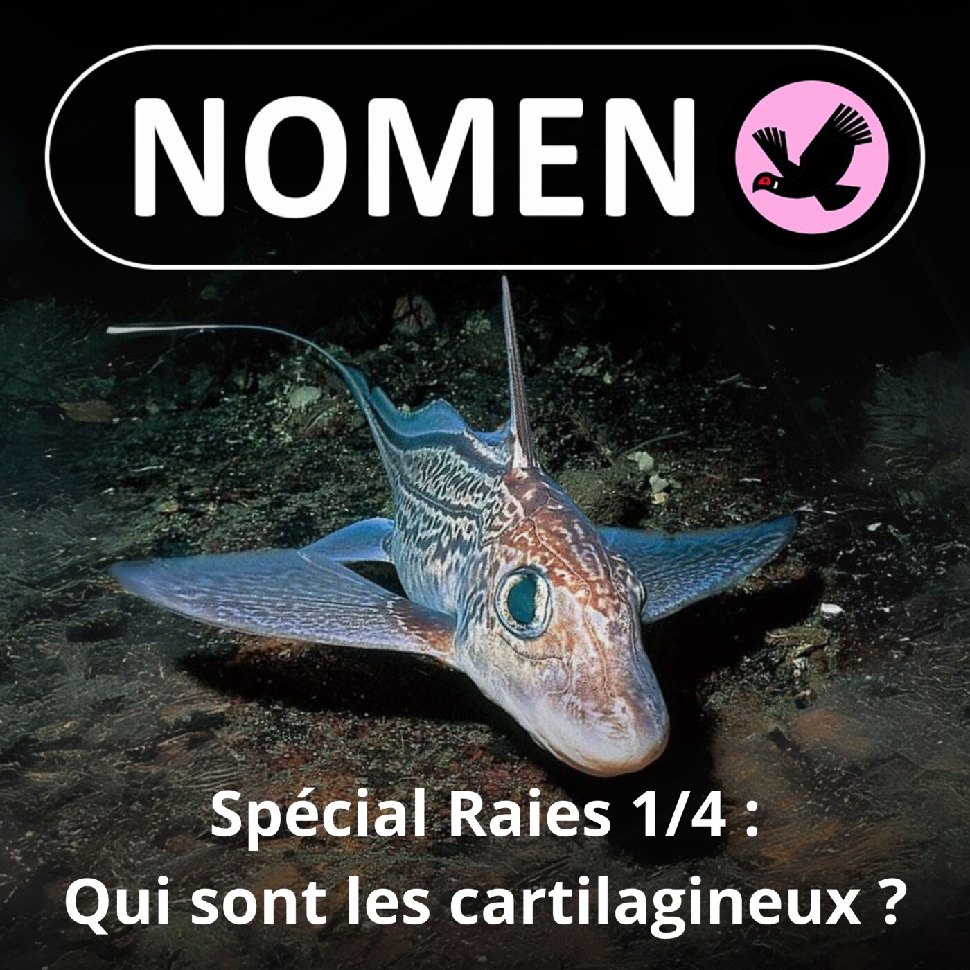 SPÉCIAL Raies 1/4 : Qui sont les cartilagineux ?