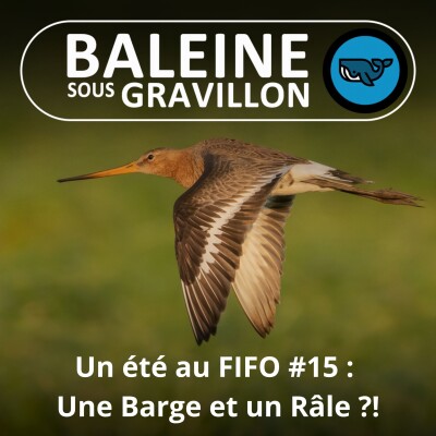 BEST OF D'ÉTÉ #15 : La Barge à queue noire et Râle des genêts (Olivier Swift, bioacousticien) cover