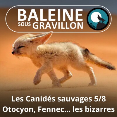 S04E47 Les Canidés sauvages 5/8 : Les bizarres et les extrêmes cover