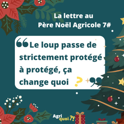 Lettre au Père Noël agricole 7 : Le loup passe de strictement protégé à protégé, ça change quoi ? cover