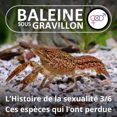 S05E52 Histoire de la sexualité 3/6 : Ces espèces qui ont perdu la sexualité cover