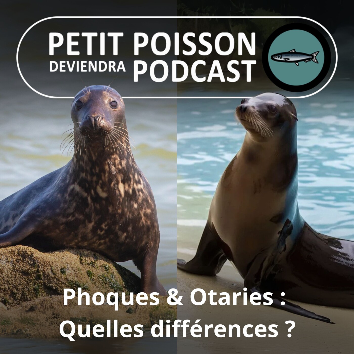Petit Poisson deviendra Podcast