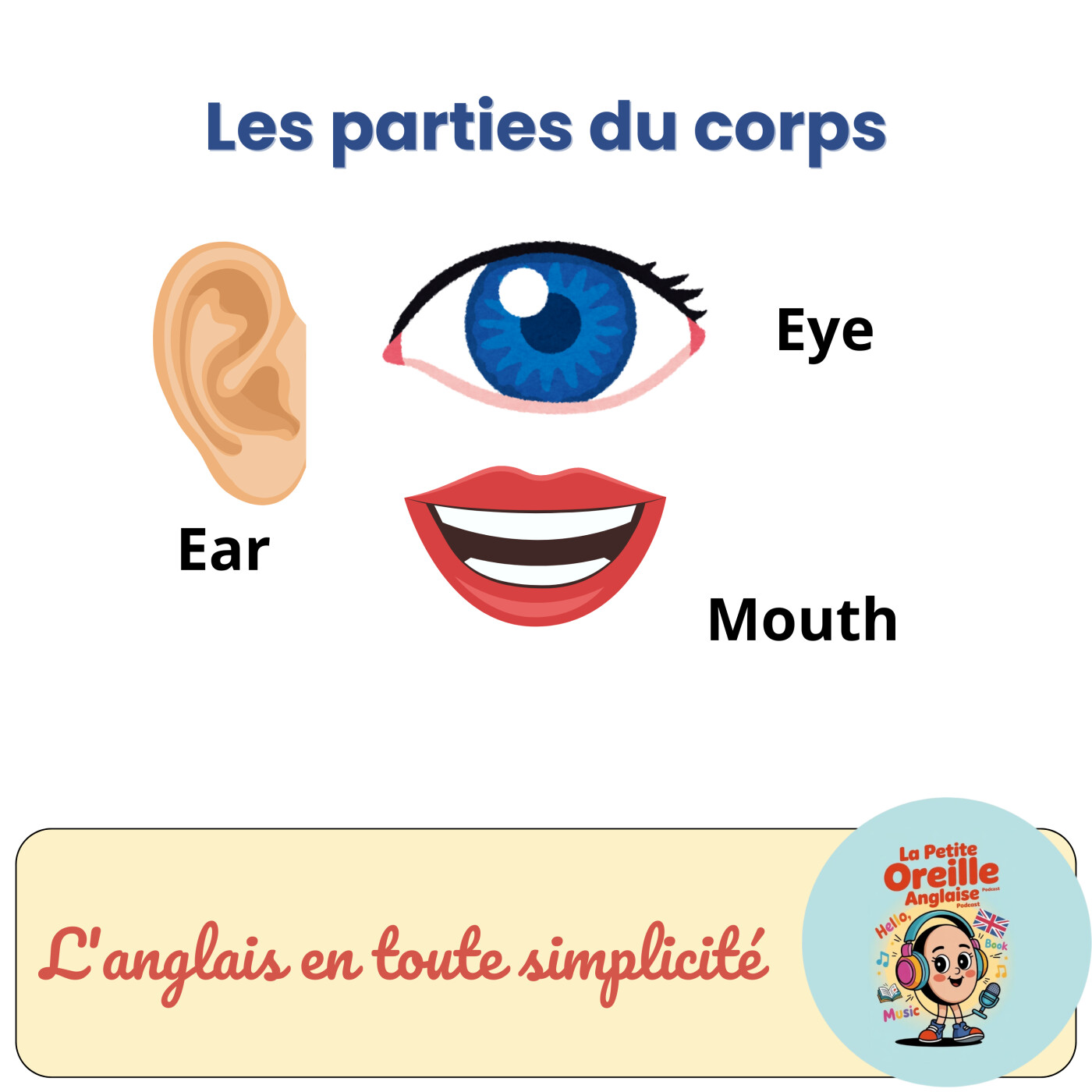 Le corps humain en anglais Le corps humain en anglais