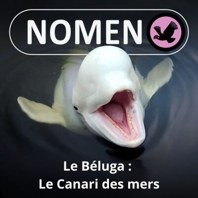 S05E13 Le Béluga : Le Canari des mers cover