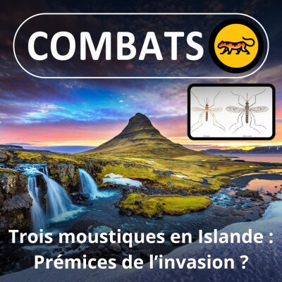 S05E26 Les premiers moustiques en Islande : le début d'une invasion ? cover