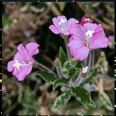 Au fil des plantes épi 4, L'Épilobe avec Alicia Bonnaud cover