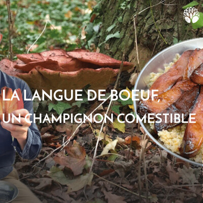 La langue de bœuf, crue ou en poêlée ! cover