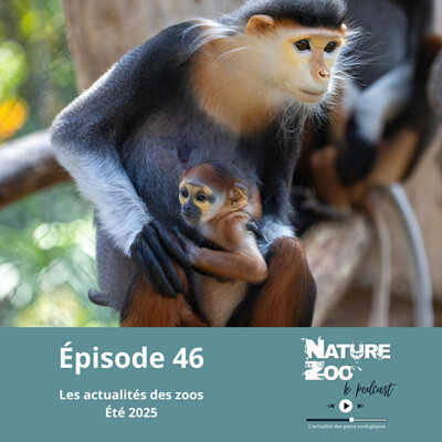 Épisode 46 (ACTU) - Les actualités de l'été 2025 cover