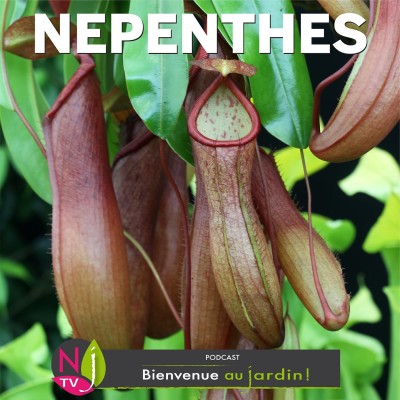 HISTOIRES BOTANIQUES: LES NEPENTHES PLANTES AUX PIÈGES MORTELS cover