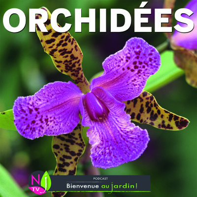 LE DOSSIER: LE MONDE PASSIONNANT DES ORCHIDÉES cover
