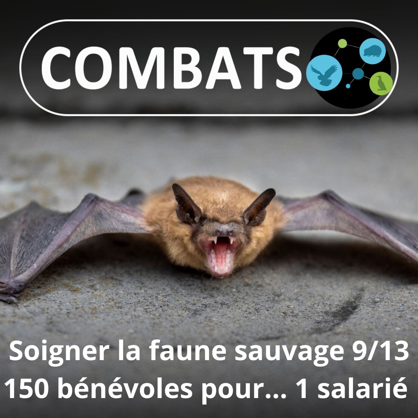 S01E66 Soigner la faune sauvage 9/13 : 150 bénévoles pour ... 1 salarié ! Qui sont ils ? (Manon Tissidre, directrice)