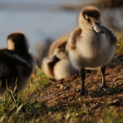 Des canards sauvés grâce aux Hommes en jaune ! cover