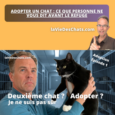 ADOPTER UN CHAT : CE QUE PERSONNE NE VOUS DIT AVANT LE REFUGE cover