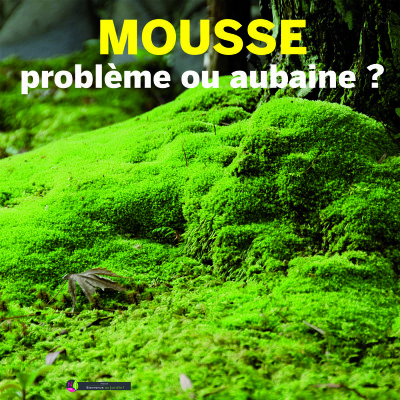 PAROLES D'EXPERTS: LA MOUSSE : UN PROBLÈME OU UNE AUBAINE ? cover