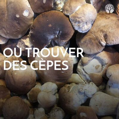 Où trouver des cèpes ? cover