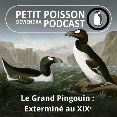 S05E25 Les Manchots : Le Grand pingouin, exterminé au 19e siècle cover