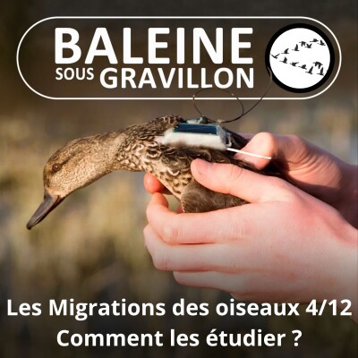 S04E20 Les Migrations des Oiseaux 4/12 : Comment les étudier ? cover