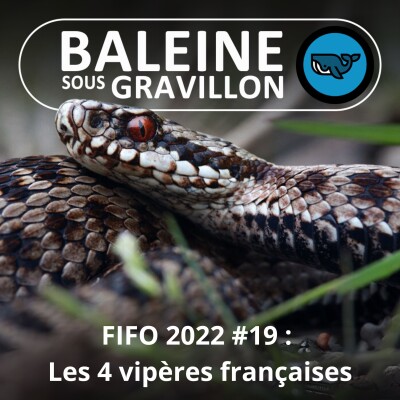 FIFO #19 : Les 4 espèces de Vipères françaises (Corentin Foucher, herpétologue) cover