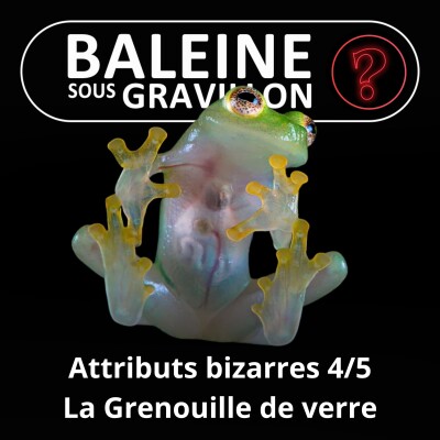 S07E95 Vous avez dit bizarre ? Attributs 4/5 : La Grenouille de verre... en toute transparence cover