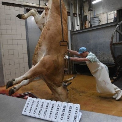 S01E17 Barbaries 4/4: Une loi a minima pour un (trop) timide pas en avant? (Loïc Dombreval, député, vétérinaire, auteur) cover