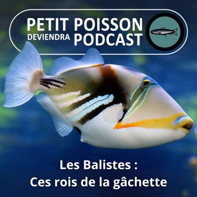 S02E24 Les Balistes : Les rois de la "gâchette" (Tétraodontiformes 4/7) cover