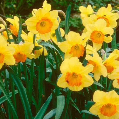 La jonquille est la fleur qui célèbre le renouveau, le printemps ! cover