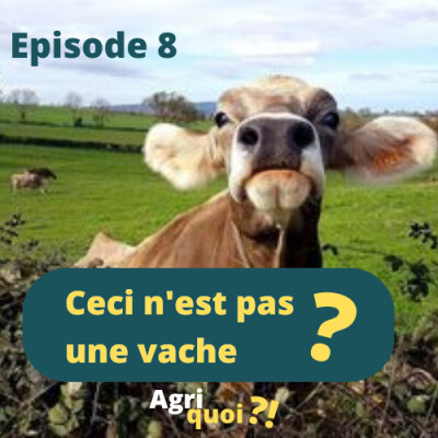Quelles sont les différentes races de vaches en France ? cover