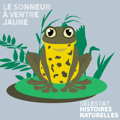 Histoires naturelles : le sonneur à ventre jaune cover