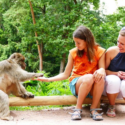 Découvrez la Montagne des singes ! cover
