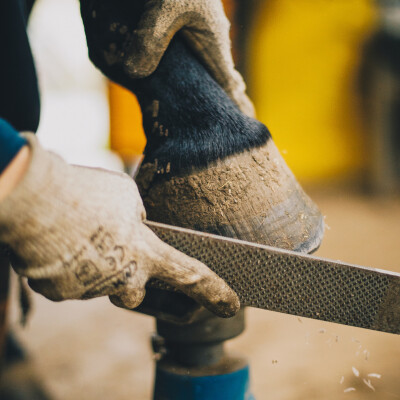 🐎 Dressage • Les petits pieds cover