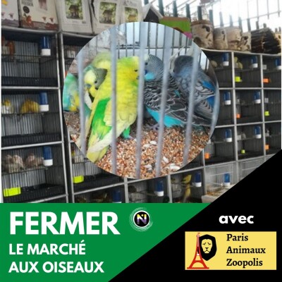 Fermer le marché aux oiseaux cover