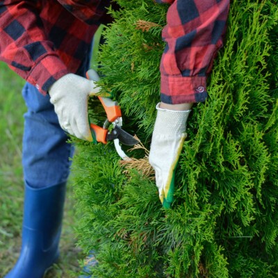 Remplacer une haie de thuyas : par quoi commencer ? cover
