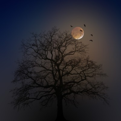SPÉCIAL ARBRES 3/8 : Des géoglyphes de Nazca à l'influence de la lune (Ernst Zürcher) cover
