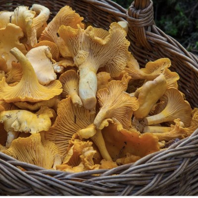 Découvrez la cueillette des champignons ! cover