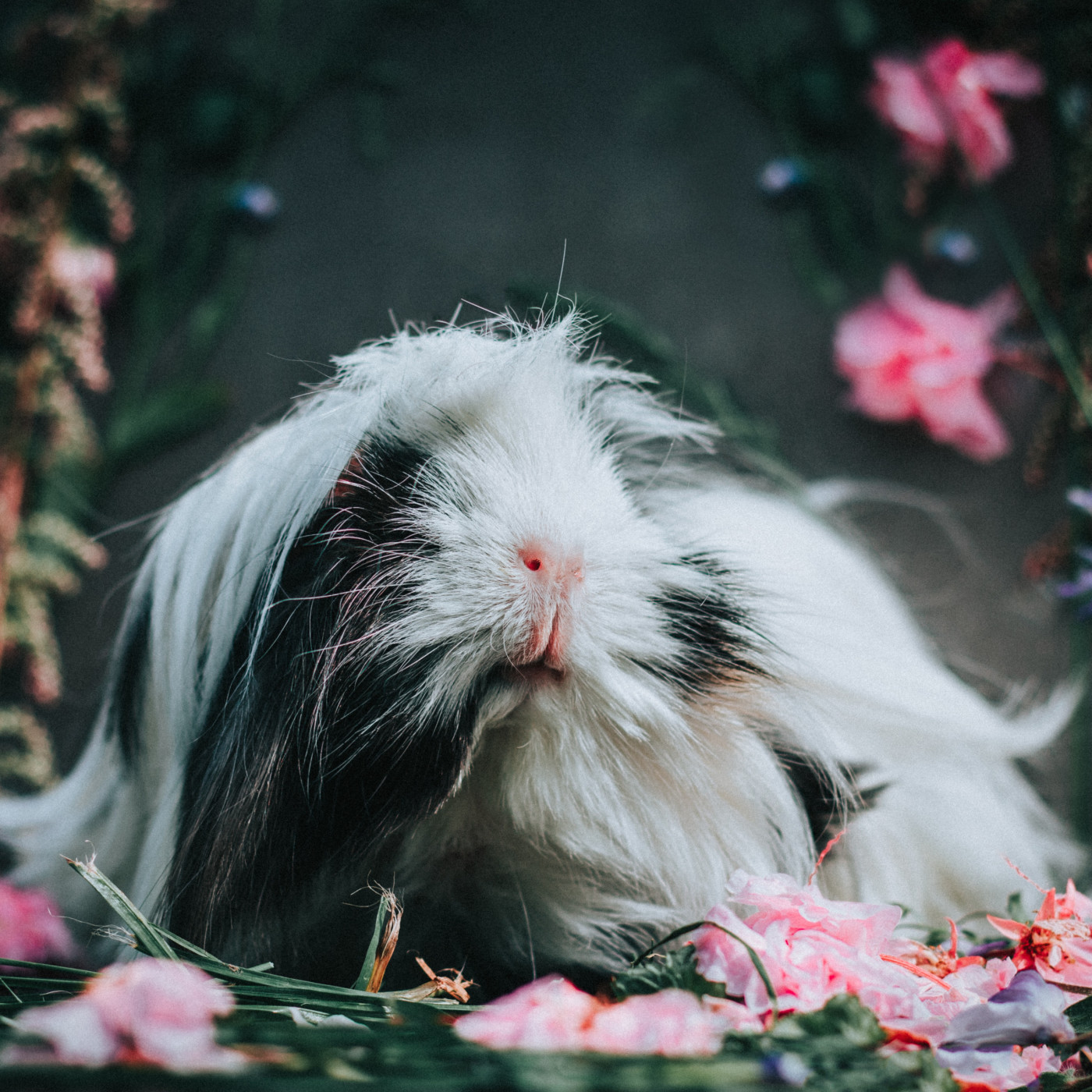 WILD - PODCAST ANIMALIER #0 - TEASER PRESENTATION EMISSION